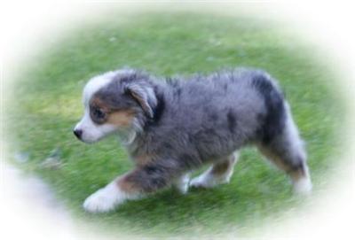 Puppies for Sale