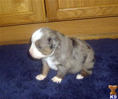 Puppies in WA