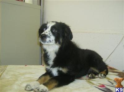 Miniature Australian Shepherd Puppies for Sale