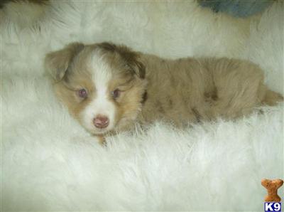 Puppies in WA