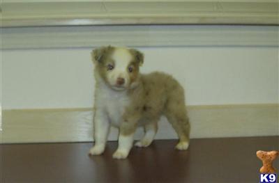 Puppies in WA