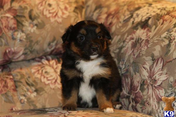 Miniature Australian Shepherd Puppies