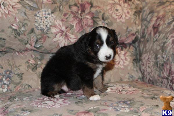 Miniature Australian Shepherd Puppies