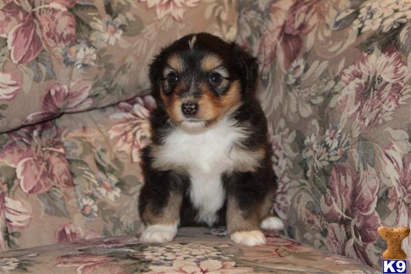 Miniature Australian Shepherd Puppies