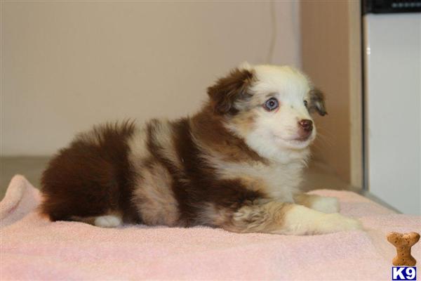 Puppies in KALAMA