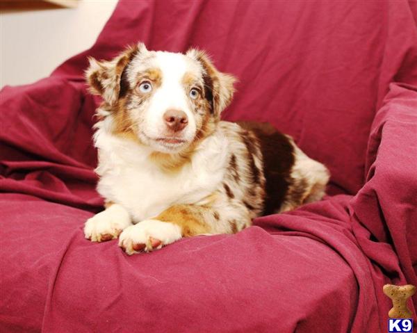yorkie puppies spokane wa german shepered for sale in denver breeds picture yorkie puppies spokane wa german shepered for sale in denver breeds picture