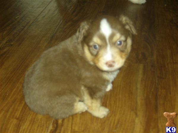Puppies in WA