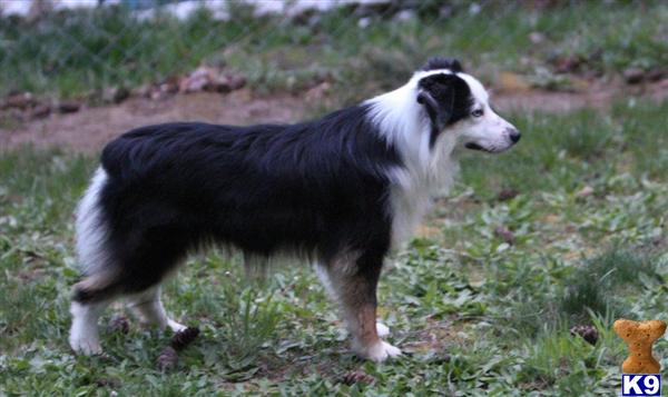 Dogs - Miniature Australian Shepherd