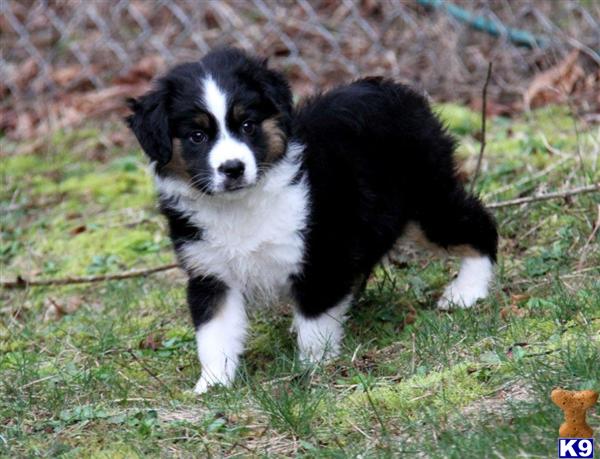 puppies in washington document moved puppies in washington document moved