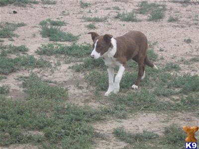 Dogs - Border Collie