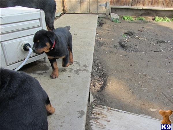 Rottweiler Puppies