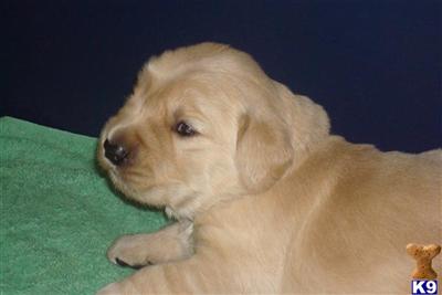 Golden Retriever Puppies in FL