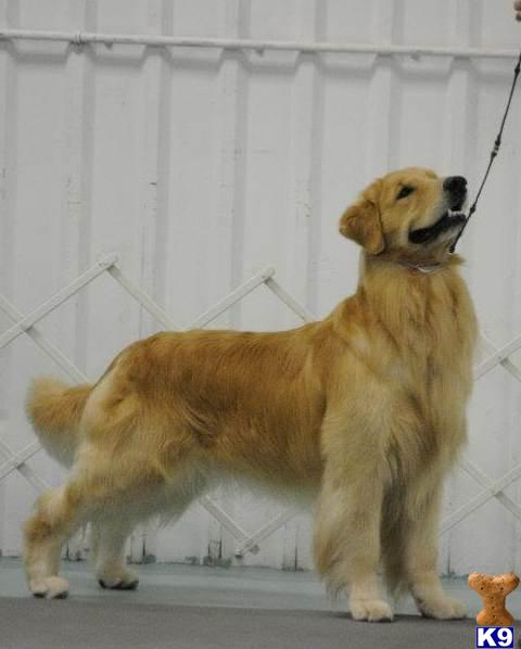 Golden Retriever Puppies
