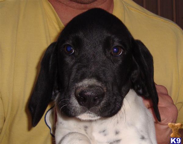 German Shorthaired Pointer Puppies