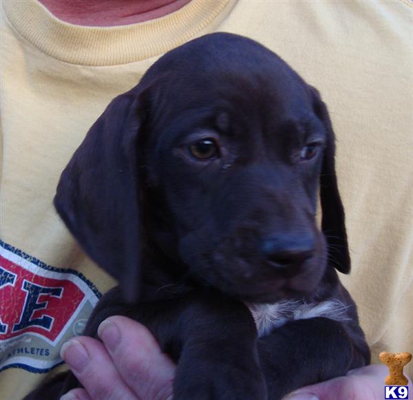 German Shorthaired Pointer Puppies
