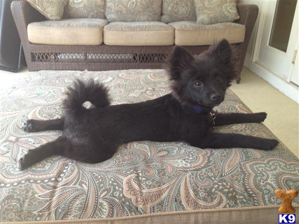 Stud Dogs - Pomeranian