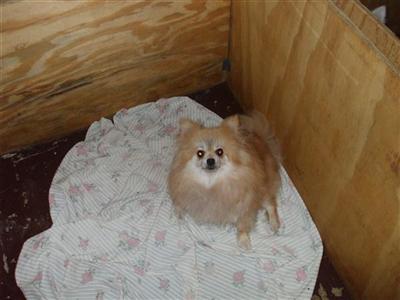 Pomeranian Puppies in FL