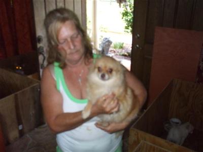 Pomeranian Puppies in FL