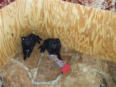 Pomeranian Puppies in FL