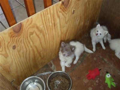 Pomeranian Puppies in FL