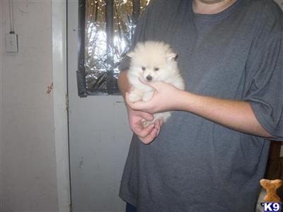 Pomeranian Puppies in FL