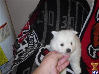 Pomeranian Puppies in FL