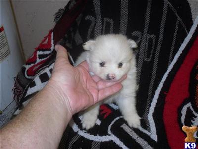 Pomeranian Puppies in FL