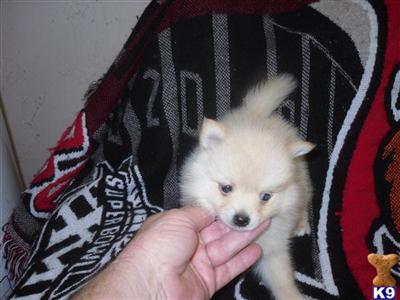 Pomeranian Puppies in FL