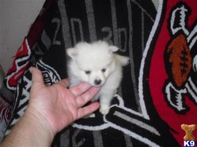 Pomeranian Puppies in FL