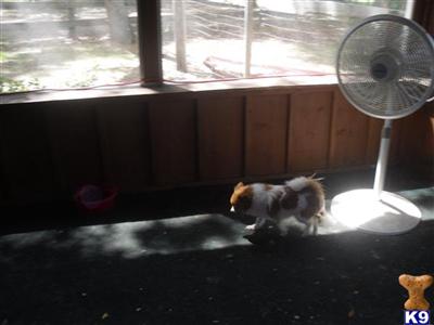 Pomeranian Puppies in FL