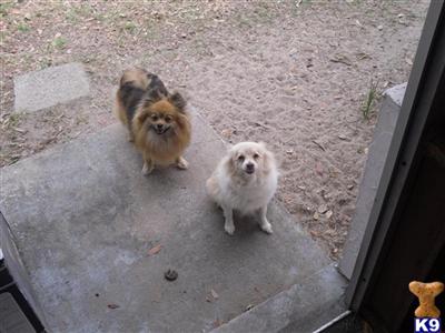 Pomeranian Puppies in FL