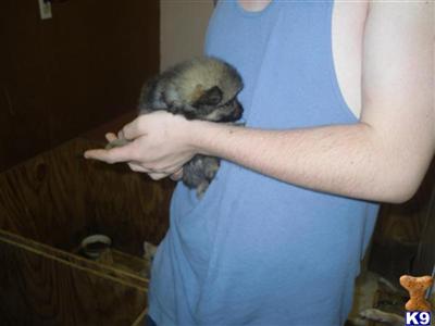 Pomeranian Puppies in FL