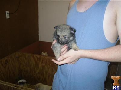 Pomeranian Puppies in FL