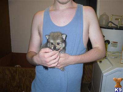 Pomeranian Puppies in FL
