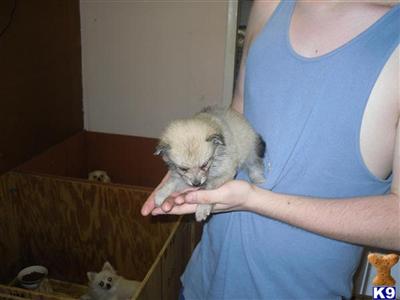 Pomeranian Puppies in FL