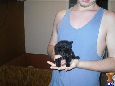 Pomeranian Puppies in FL