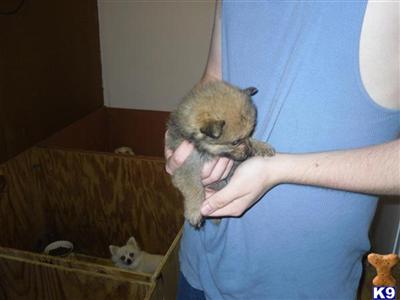 Pomeranian Puppies in FL