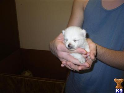Pomeranian Puppies in FL