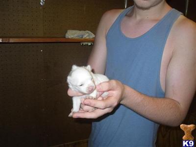 Pomeranian Puppies in FL