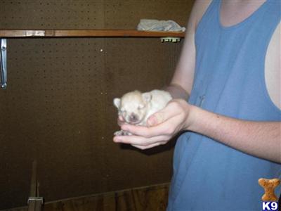 Pomeranian Puppies in FL