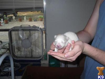 Pomeranian Puppies in FL
