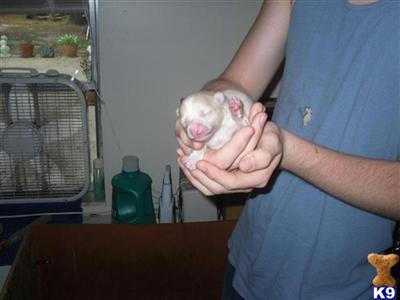 Pomeranian Puppies in FL