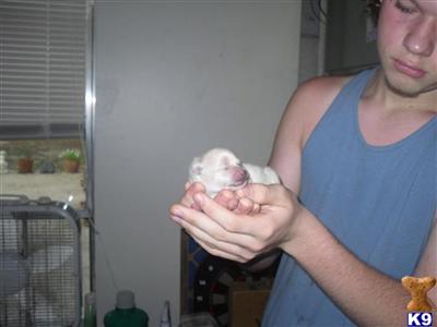Pomeranian Puppies in FL