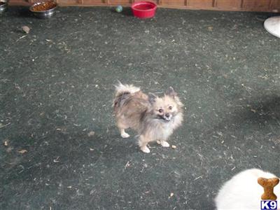 Pomeranian Puppies in FL