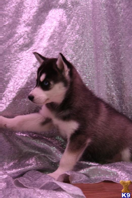 Siberian Husky Puppies in TX
