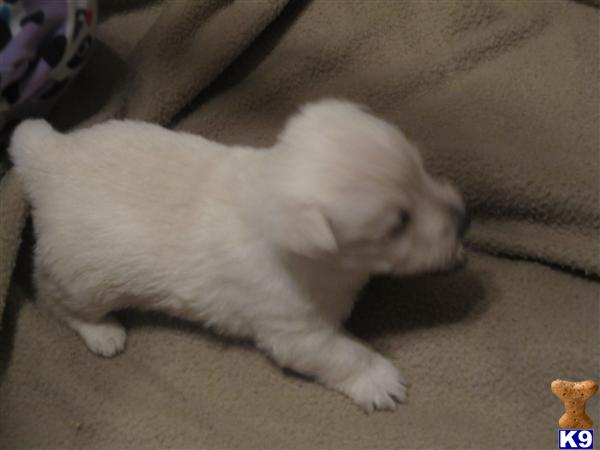 Scottish Terrier Puppies