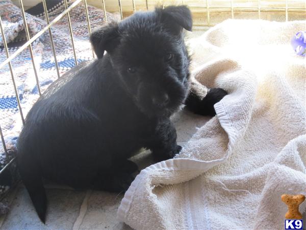 Scottish Terrier Puppies
