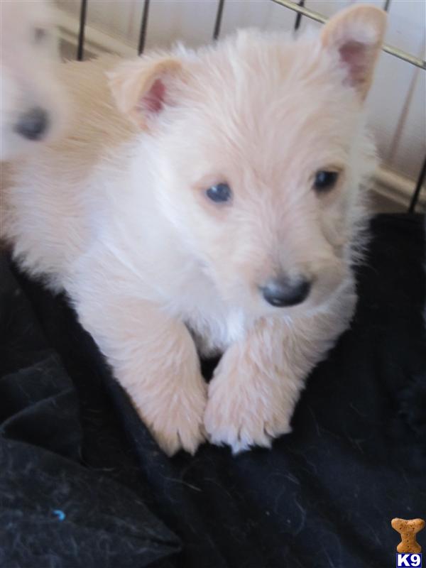 Scottish Terrier Puppies