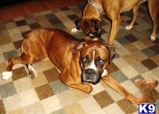Stud Dogs - Boxer