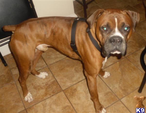 Dogs - Boxer